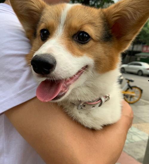 柯基最新爆料视频大全图片,揭秘最新爆料视频与图片集锦