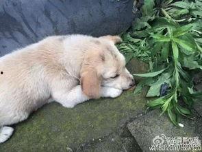 狗狗最新爆料视频下载大全,萌宠瞬间,笑料横生