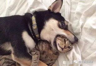 狗狗最新爆料视频大全下载,萌宠瞬间,笑料横生!