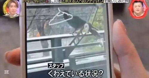 乌鸦最新爆料视频在线观看,独家内容抢先看！