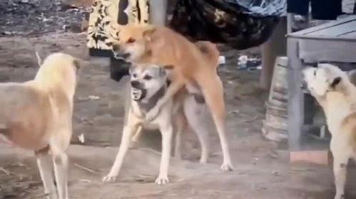 二狗爆料最新视频,揭秘娱乐圈惊人内幕